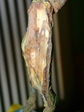 szk080112 008.01.jpg