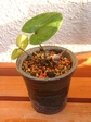 szk080113 029.01.jpg