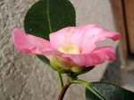 szk080117 020.01.jpg