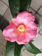 szk080117 021.01.jpg