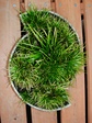 szk080120 002.01.jpg