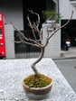 szk080120 007.01.jpg