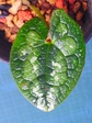 szk080130 005.01.jpg
