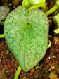szk080201 007.01.jpg