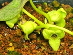 szk080201 015.01.jpg