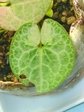 szk080201 023.01.jpg