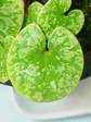 szk080201 029.01.jpg