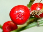 szk080201 038.01.jpg