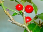 szk080201 040.01.jpg