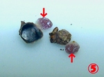 szk080201 052.01.jpg