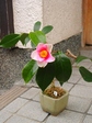 szk080202 004.01.jpg
