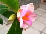 szk080202 005.01.jpg