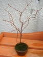 szk080204 010.01.jpg
