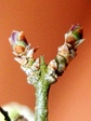 szk080204 012.01.jpg