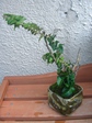 szk080211 016.01.jpg