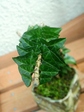 szk080211 018.01.jpg