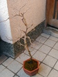 szk080217 015.01.jpg