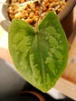 szk080221 044.01.jpg