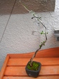 szk080225 006.01.jpg
