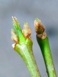 szk080225 007.01.jpg