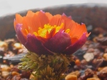 szk080225 040.01.jpg