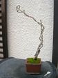szk080226 003.01.jpg