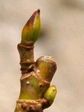 szk080302 030.01.jpg
