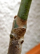 szk080302 044.01.jpg