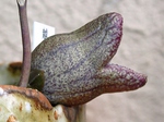 szk080305 004.01.jpg
