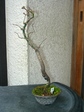 szk080307 016.01.jpg