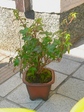 szk080309 036.01.jpg