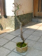 szk080309 067.01.jpg