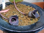 szk080316 001.01.jpg