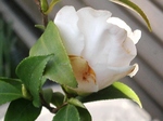 szk080316 009.01.jpg