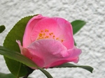 szk080317 008.01.jpg