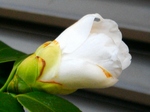 szk080318 012.01.jpg