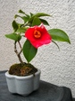 szk080319 001.01.jpg