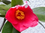 szk080319 014.01.jpg
