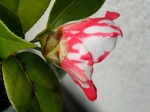 szk080319 019.01.jpg