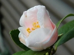 szk080321 005.01.jpg