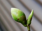 szk080321 007.01.jpg