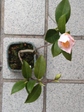 szk080321 008.01.jpg