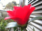 szk080321 014.01.jpg