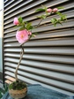 szk080322 009.01.jpg
