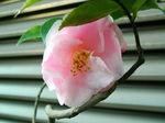 szk080322 010.01.jpg