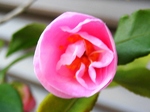 szk080322 012.01.jpg