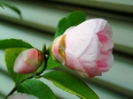 szk080322 013.01.jpg