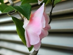 szk080322 014.01.jpg