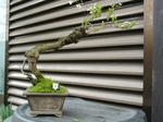 szk080323 015.01.jpg