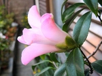 szk080325 004.01.jpg